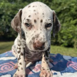 Elk - White and liver brown male Dalmatian puppy in Travelers Rest, South Carolina from Cotton Top