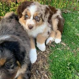 Australian Shepherd Puppies from IQ Farms Australian Shepherds