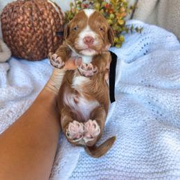 Bridgestone - Red  male Goldendoodle puppy in New Harmony, Indiana from Cottonwood Farms