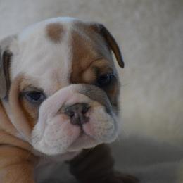 Hoss - Red and white male Bulldog puppy in Bradleyville, Missouri from HurstBulldogs