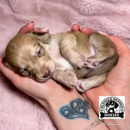Boy 3 - Chocolate and cream male Dachshund puppy in Isabel, South Dakota from Blessed Beyond Doxies