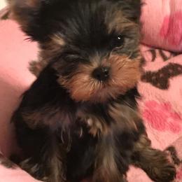 Micro - Blue and gold male Yorkshire Terrier puppy in Bowling Green, Kentucky from Stringer’s Yorkshire Terriers