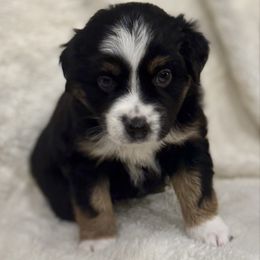 Stirrup- Iris - Black tri female Miniature Australian Shepherd puppy in Bozeman, Montana from +s mini Aussies