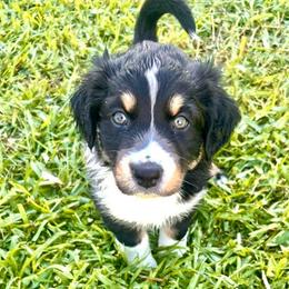 Lance - Black tri-color male Australian Shepherd puppy in Cypress, Texas from Cypress Aussies