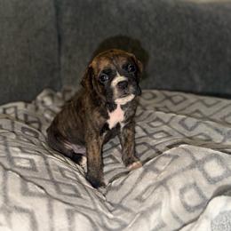Boy 1 - Brindle male Boxer puppy in Prestonsburg, Kentucky from Bre’s Boxers