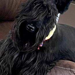 Scottish Terrier puppies from Gail's Scottish Terriers