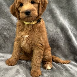 Goldendoodle Puppies from Doodles of the Brazos