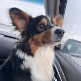 Aurora - Pembroke Welsh Corgi