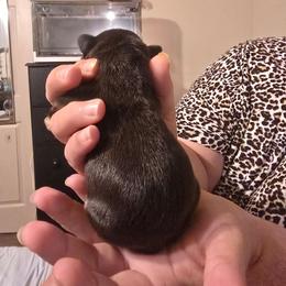 Chocolate and tan male - Liver male French Bulldog puppy in Tuscaloosa, Alabama from J & J classic frenchies