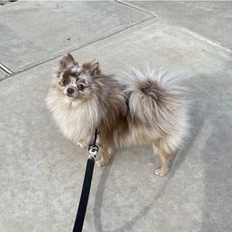 Khalessi - Pomeranian