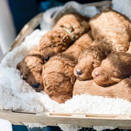 Bernedoodle, Goldendoodle, and Poodle Puppies from Florida Pumpkadoodles