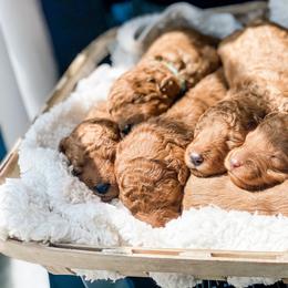 Bernedoodle, Goldendoodle, and Poodle Puppies from Florida Pumpkadoodles