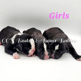 Boston Terrier and Boxer Puppies from CC's Boston & Boxer Babies