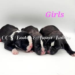 Boston Terrier and Boxer Puppies from CC's Boston & Boxer Babies