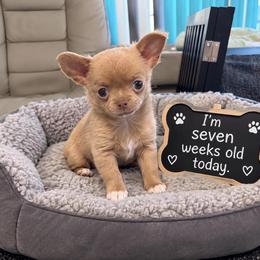 Rudy - Cream male Chihuahua puppy in Leesburg, Florida from Mystic Angels Chihuahuas