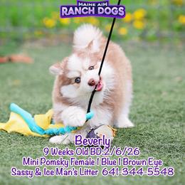 Beverly - Red and white female Pomsky puppy in Humeston, Iowa from M.A.R. Dogs
