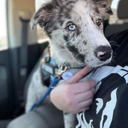 Border Collie Puppies from By Design Farm