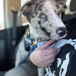Border Collie Puppies from By Design Farm