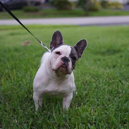 Mia - French Bulldog