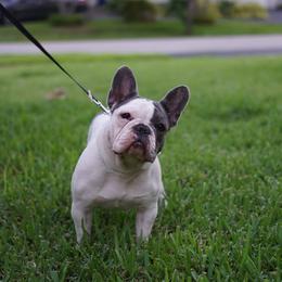 Mia - French Bulldog