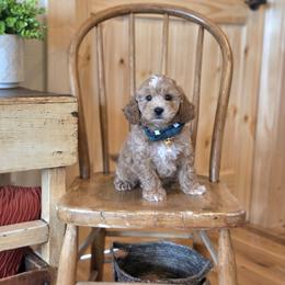 F1B Meet Princeton :) - Blenheim male Cavapoo puppy in Centerville, Iowa from Barnyard Dachshunds, Dals & Doodles