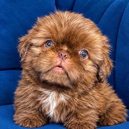 Joey - Silver gold and white male Shih Tzu puppy in Monrovia, California from Sunrise Shihtzu Blossom