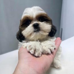 Boy 1 - Sable and white male Shih Tzu puppy in Tenino, Washington from Fantasy Realm Shih Tzus