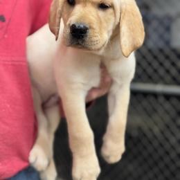 Male 4 - Yellow male Labrador Retriever puppy in Yamhill, Oregon from FitzGerald Kennels