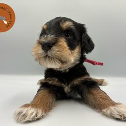 Kilala - Black female Miniature Schnauzer puppy in Phoenix, Arizona from Sabrina's Miniature Schnauzers