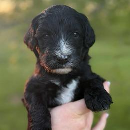 Murphy - Black and white male Sheepadoodle puppy in Paducah, Ky, Kentucky from Sarah Pearl’s Mini Sheepadoodles