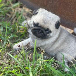 Purple female - Fawn female Pug puppy in Baylis, Illinois from Cameo's Pugs
