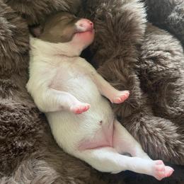 Panda - Chocolate female Pomsky puppy in Greenville, South Carolina from Thicketty Mountain Pomskies