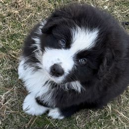 Hooey - Black & white male Australian Shepherd puppy in Coldwater, Mississippi from Pure Grit Aussies