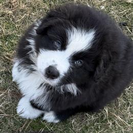 Hooey - Black & white male Australian Shepherd puppy in Coldwater, Mississippi from Pure Grit Aussies