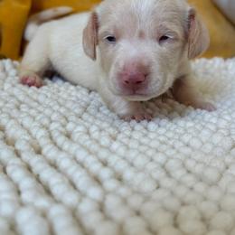 SNOW - Cream male Dachshund puppy in Calexico, California from The house of Dachshund