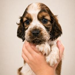 Graham - Liver and white male English Springer Spaniel puppy in Fort White, Florida from Thunderbird Springers