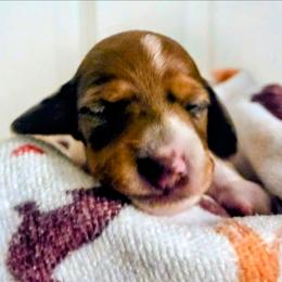 Scooby snacks - Piebald male Dachshund puppy in Roseville, California from Denver's Golden Dashies