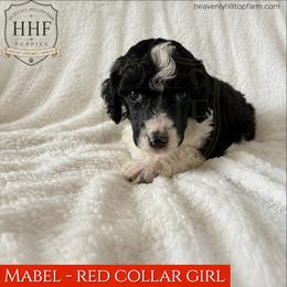 MABEL - Red Collar Girl- Black Tri - Parti female Poodle puppy in Charlo, Montana from Heavenly Hilltop Farm