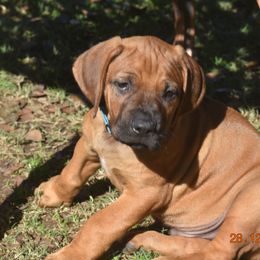 Mr. Light Blue - Rhodesian Ridgeback puppy from Karamojo Ridgebacks, Quality over Quantity