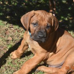 Mr. Light Blue - Rhodesian Ridgeback puppy from Karamojo Ridgebacks, Quality over Quantity