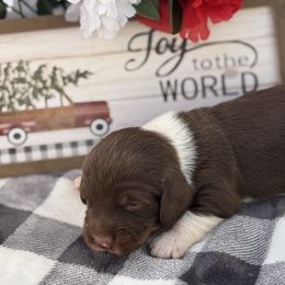 Captain - Piebald male Dachshund puppy in Colbert, Oklahoma from Brooke Crenshaw