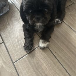 Shih Tzu puppies from Stanford's Shih Tzus