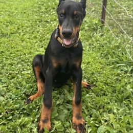 Ezra - Black and rust female Doberman Pinscher puppy in Aredale, Iowa from Royal Dynasty Dobermann Kennel