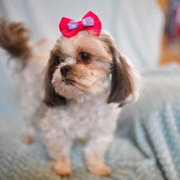 Shelby - Liver and white female Shih Tzu puppy in Montrose, Colorado from Nana's Happy Pups