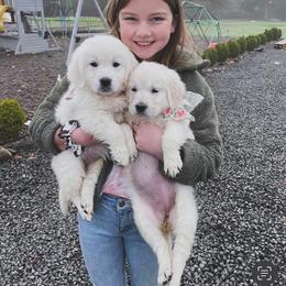 Golden Retriever Puppies from Golden Retrievers by Tiffany Ruthy