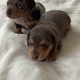 Dachshunds from Muddy Wabash River Doxies