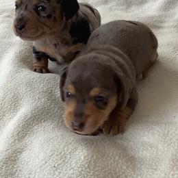 Dachshunds from Muddy Wabash River Doxies