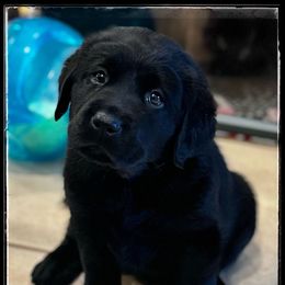 Black Girl 1 - Black female Labrador Retriever puppy in Malabar, Florida from Mythic Labradors, LLC