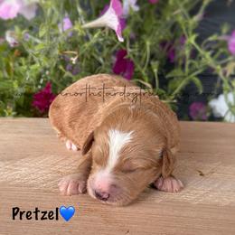 Pretzel - Apricot male Goldendoodle puppy in Lancaster, Minnesota from North Star Dog Training