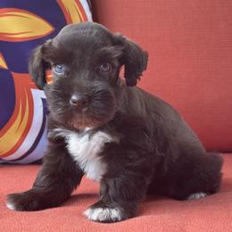 Poppy Female 1 Mega Coat blue eyes - Liver female Miniature Schnauzer puppy in Pageland, South Carolina from New Haven Farms